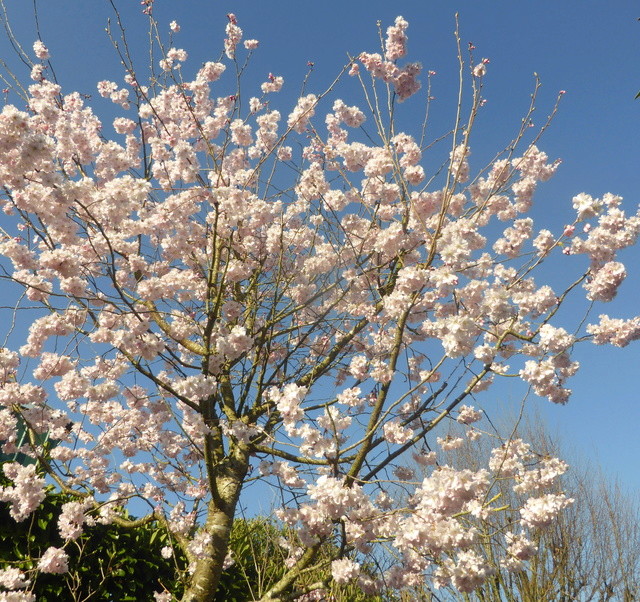 regain fleuri - Page 2 16-03-11