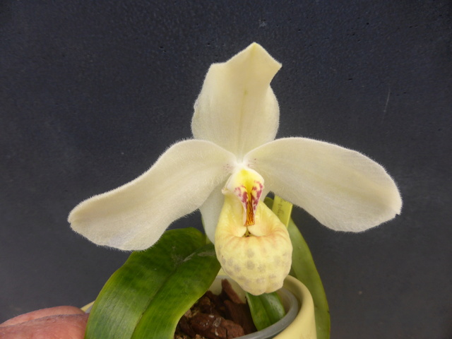 Paphiopedilum emersonii 28-03-19