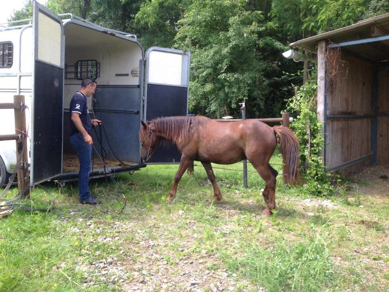 Delta, double poney 4 ans en FA chez Lisa  - Page 3 18816810