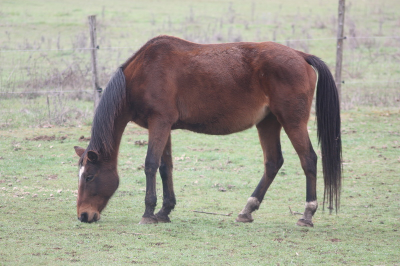 Arlett & Pivoine, TF et Double ponette, en fourrière . PAS A L ADOPTION Arlett11