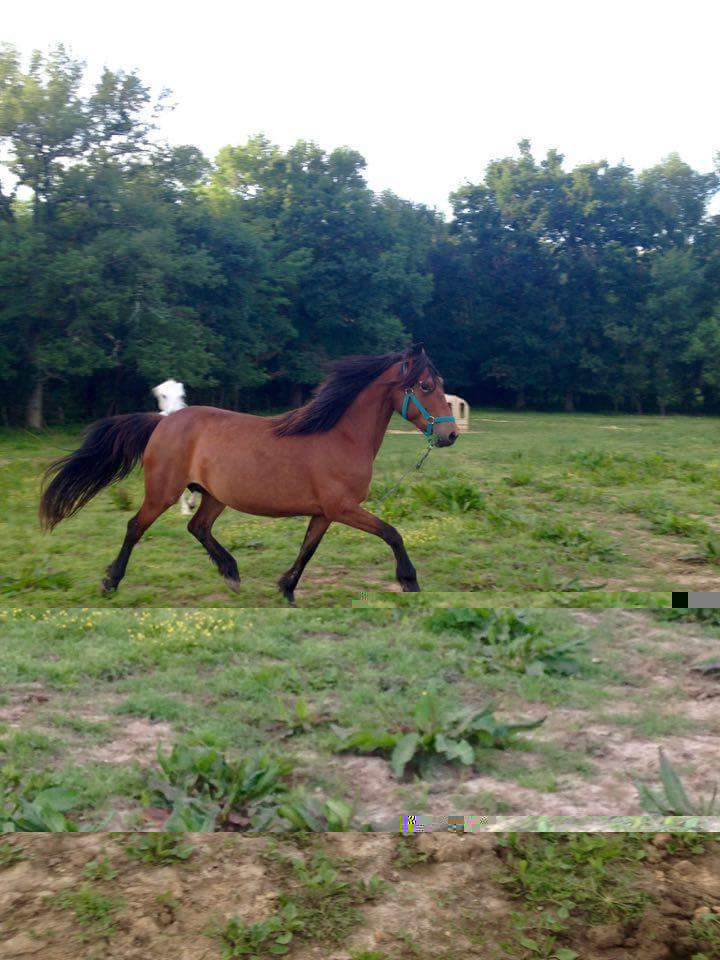 Sybelle double ponette, 9 ans, à adopter ! Image106