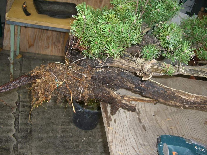 My vision of an airlayerd Pinus mugo from 2008  007_3010