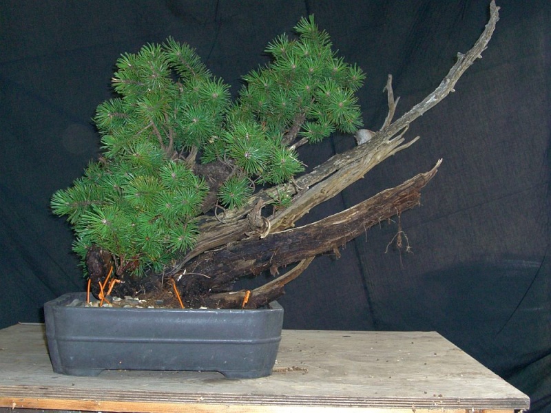 My vision of an airlayerd Pinus mugo from 2008  009_3010