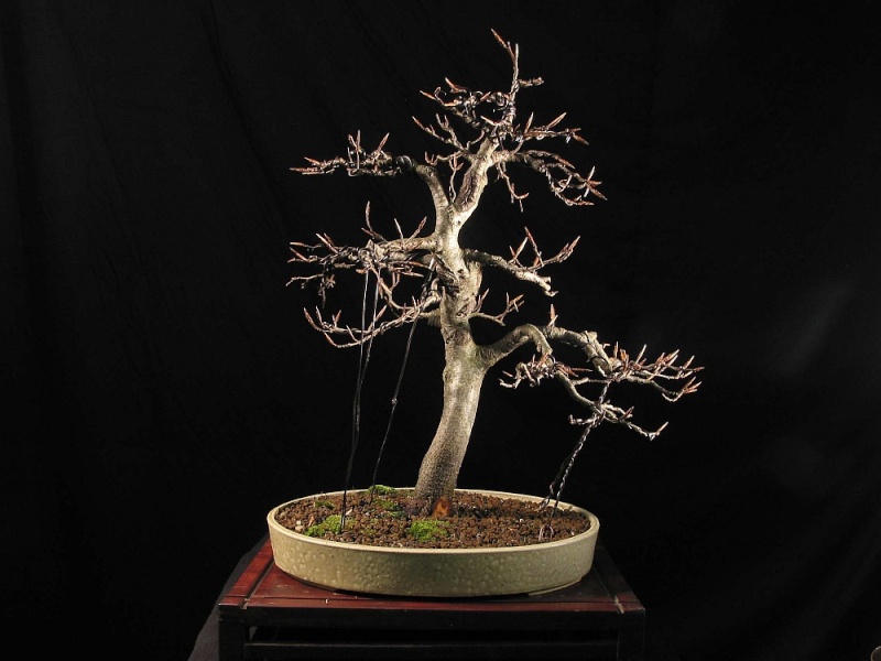 Progress of a Fagus Sylvatica - European Beech from 2003 0105_210