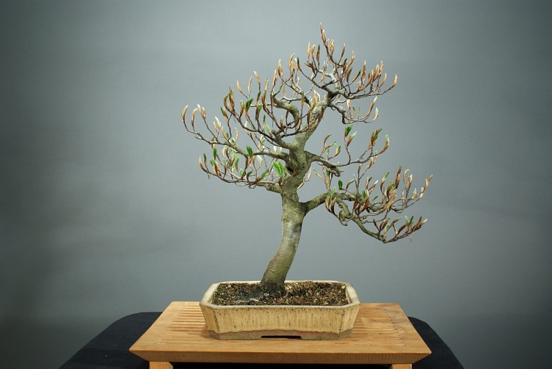 Progress of a Fagus Sylvatica - European Beech from 2003 0120_210