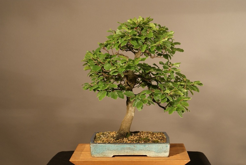 Progress of a Fagus Sylvatica - European Beech from 2003 0173_210