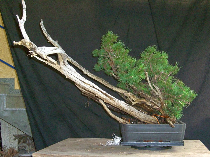 My vision of an airlayerd Pinus mugo from 2008  018_3010