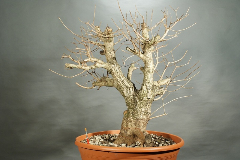 Airlayering a big field maple (acer campestre) 026_3110