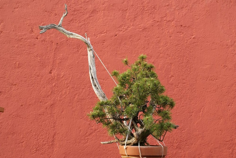 My vision of an airlayerd Pinus mugo from 2008 040_2510