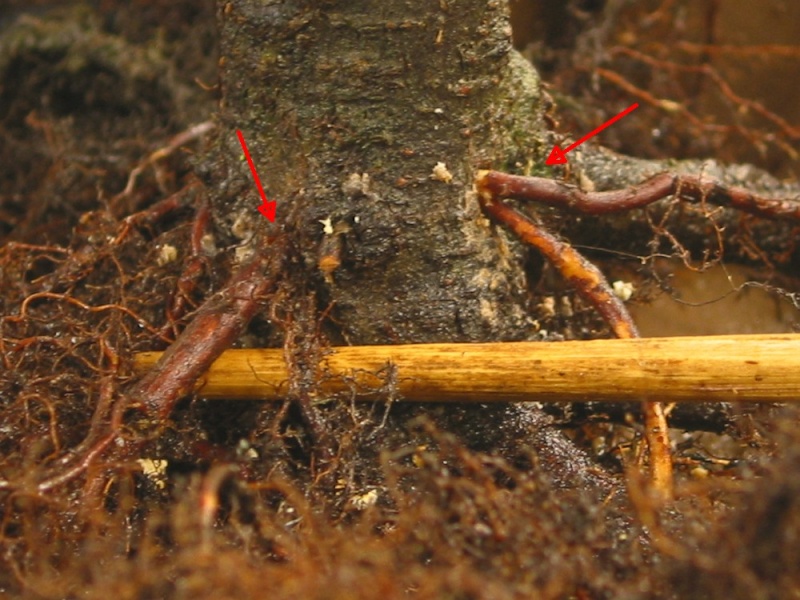 Progress of a Fagus Sylvatica - European Beech from 2003 064_1510