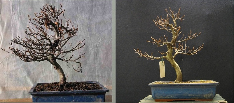 Progress of a Fagus Sylvatica - European Beech from 2003 1st_cu10