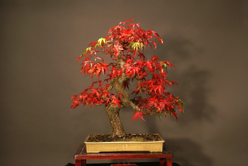 Show the Autumncolour from your bonsai - Page 3 280_2410