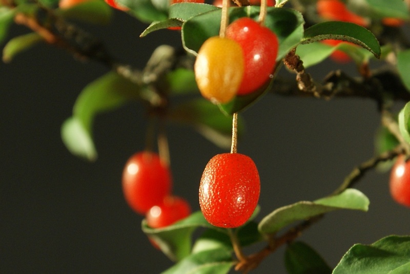 Elaeagnus multiflora from 2005 Fruits10