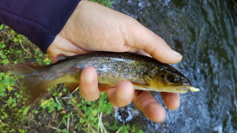 pêche - Sejour pêche en Haute loire 20170623