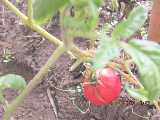 mes tomates fin octobre - Page 2 Photo_47