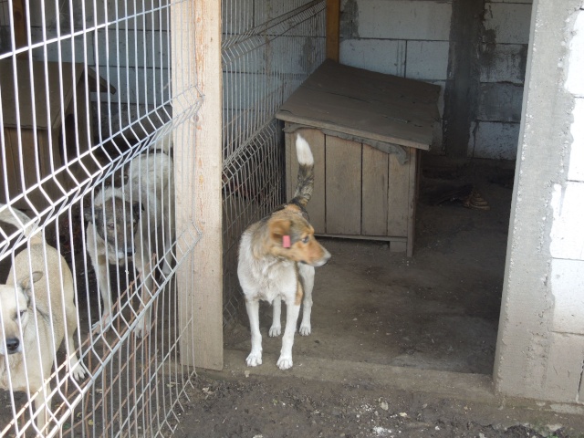 GEORGICA (male) 4 ans - (depuis sa naissance au refuge) Arche d'Eternite  - Lenuta (Roumanie) Georgi10