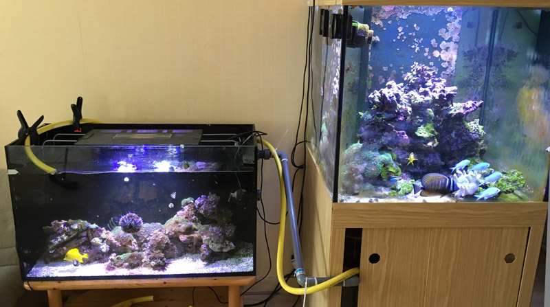 bac recifal 500 litres : c'est fini !!! - Page 2 Heberg10