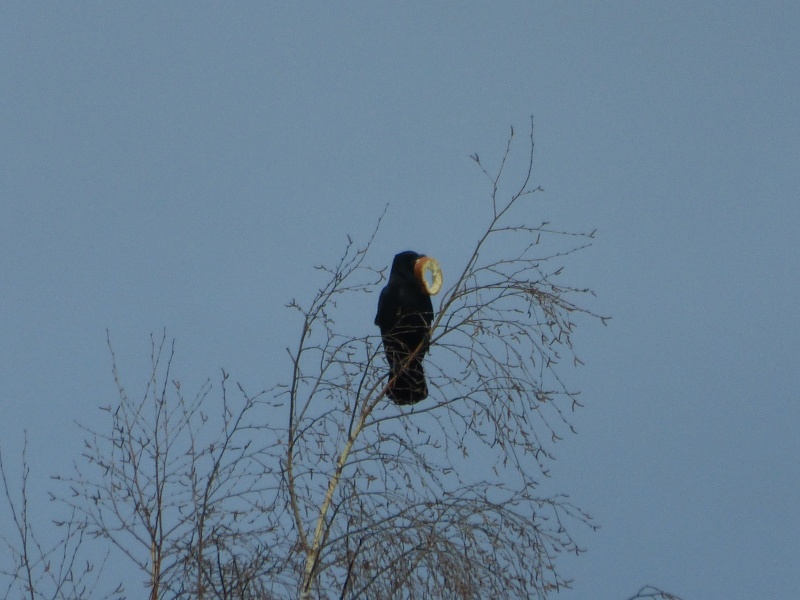 Maître corbeau sur un arbre perché, tenait en son bec....  02810