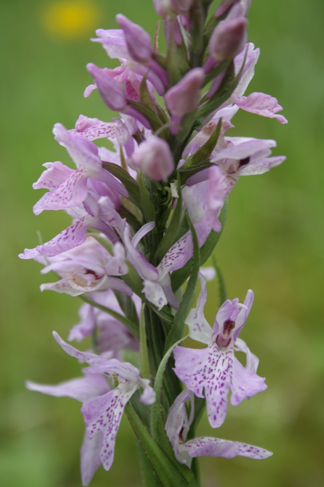 Dactylorhiza fuchsii 06310