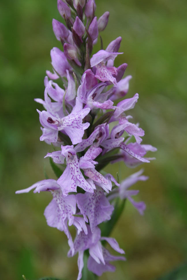 Dactylorhiza fuchsii 06411