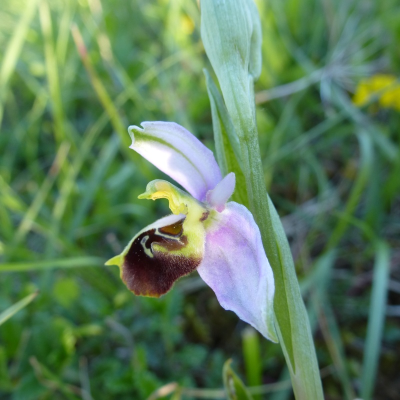 Les lusus Ophrys28