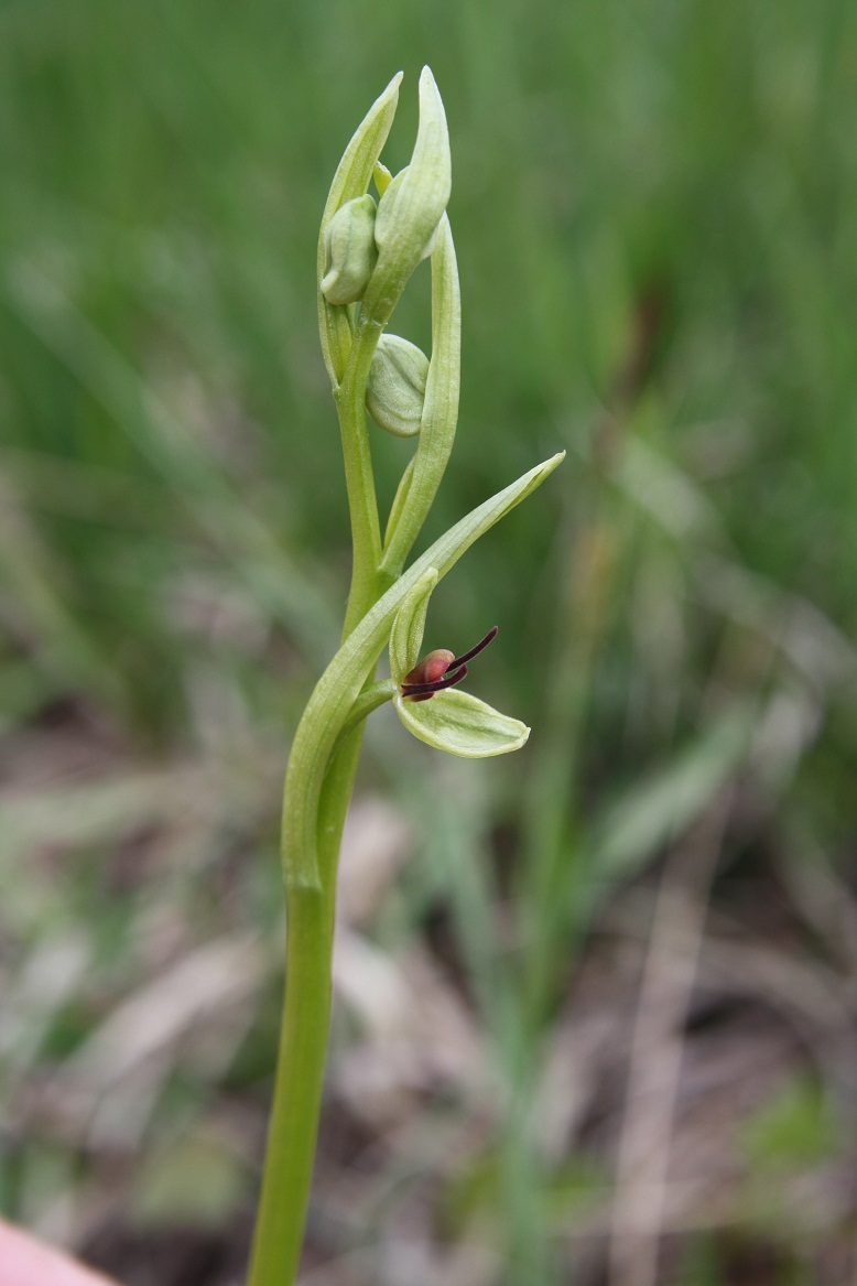 Les lusus Ophrys30
