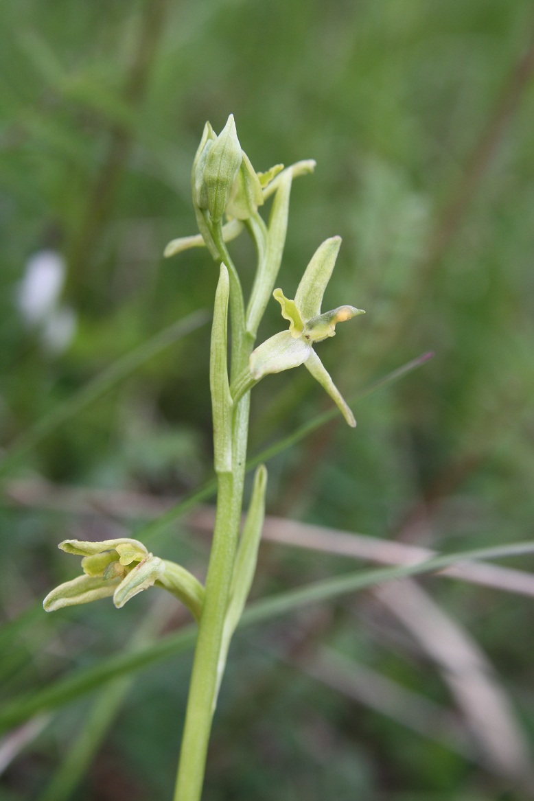 Ophrys litigiosa, pour inaugurer la rubrique Ophrys45