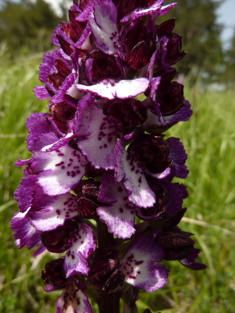 Hyperchromes  Orchis10