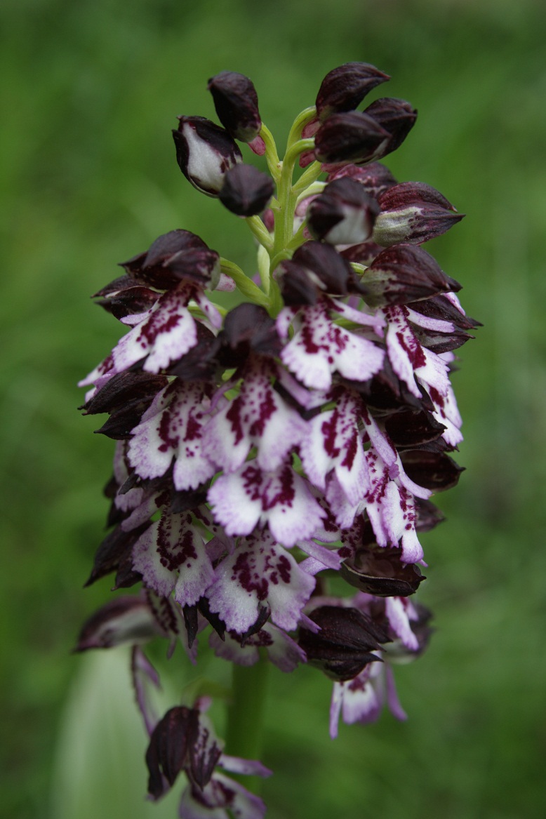 Hyperchromes  Orchis11