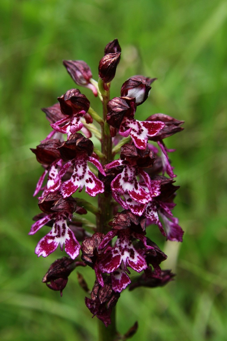 Hyperchromes  Orchis12