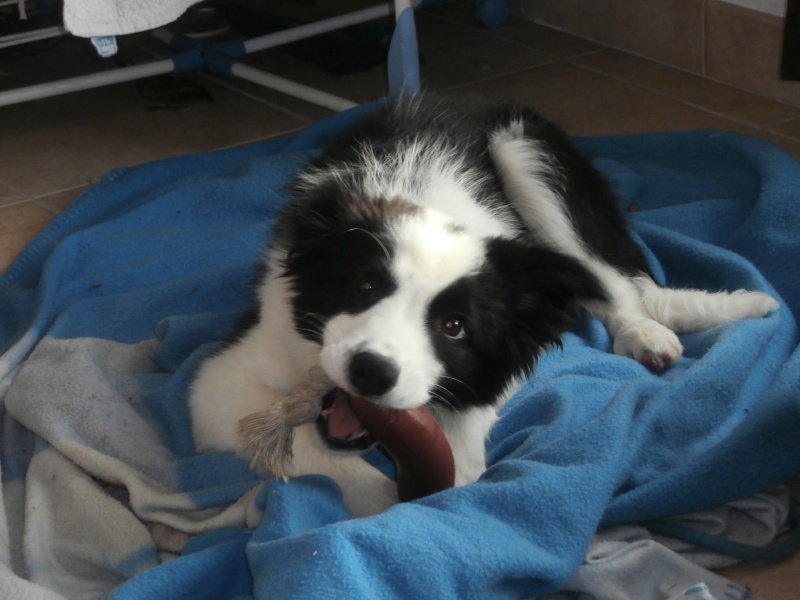 Ioki male chiot border collie a reserver P1130911