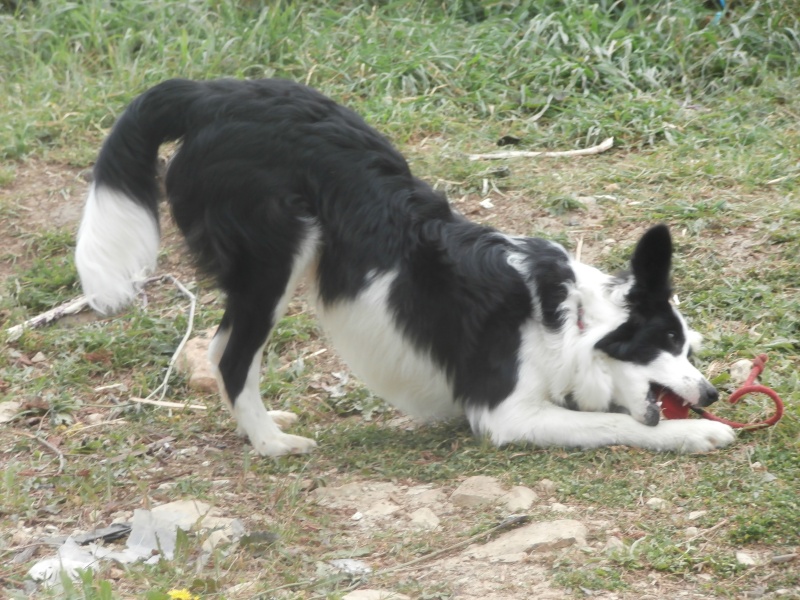 Ioki male chiot border collie a reserver P4221111