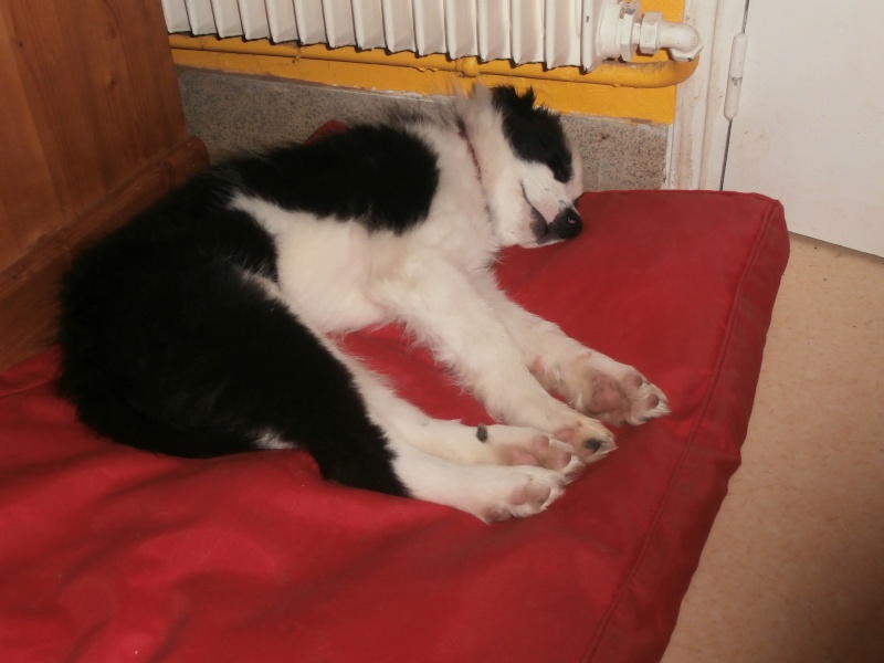 Ioki male chiot border collie a reserver Pc270810