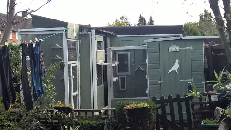 gave my shed a lick of paint today Wp_20115