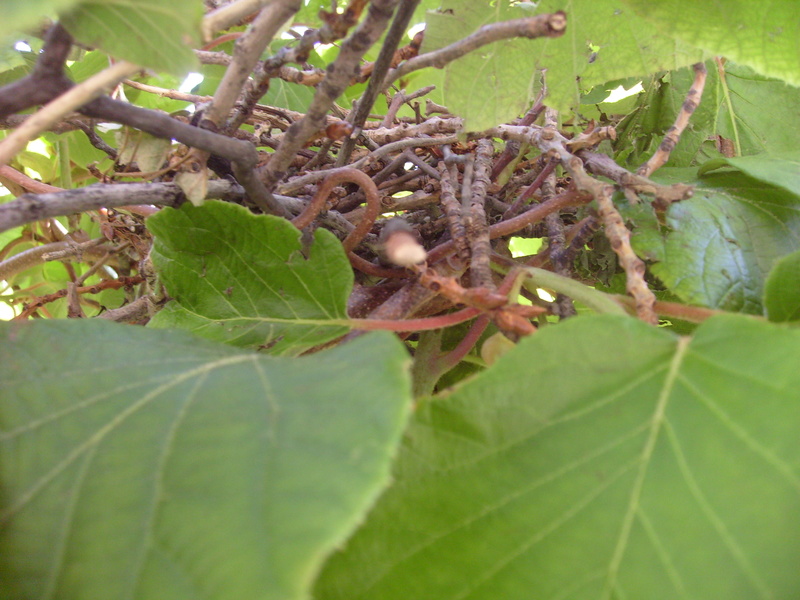 Un nid dans mon kiwi ! S7303716