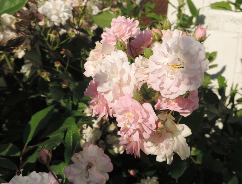 Quelques rosiers à petites fleurs roses du jardin 2017_723