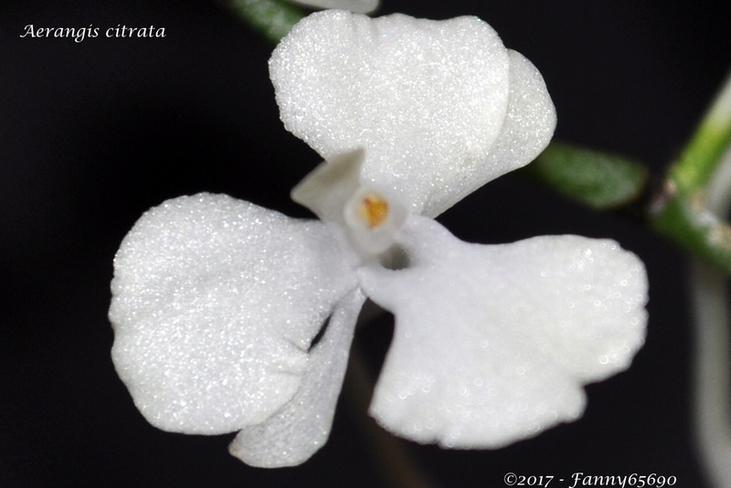 Aerangis citrata  Csc_0010