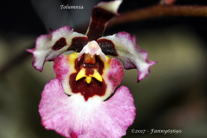 Tolumnia Csc_0012