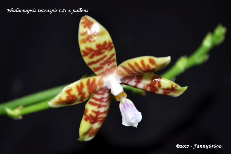 Phalaenopsis tetraspis C#1 x pallens Csc_0016