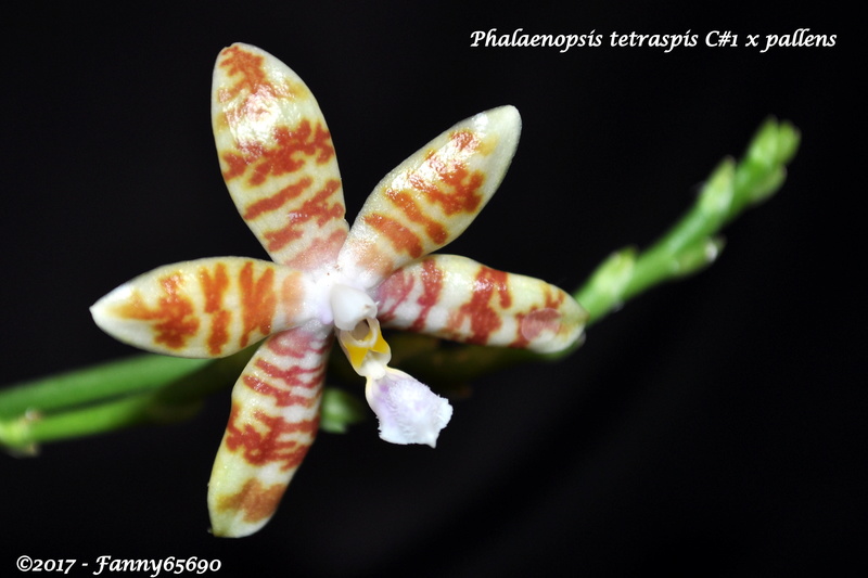Phalaenopsis tetraspis C#1 x pallens Csc_0017