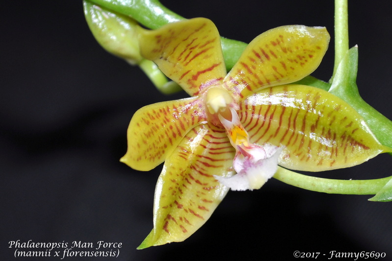 Phalaenopsis Man Force (mannii x floresensis) Csc_0022