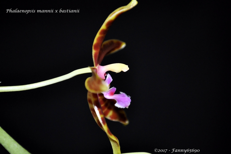 Phalaenopsis mannii x bastianii Csc_0032