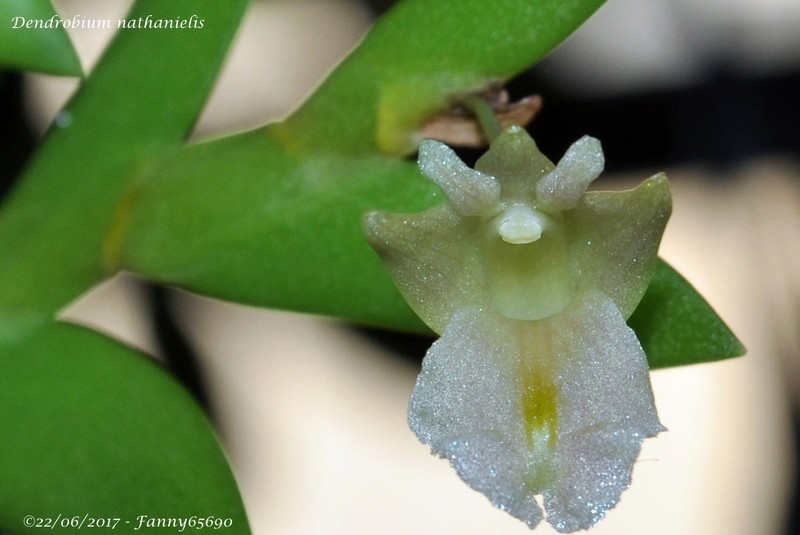Dendrobium nathanielis Csc_0046