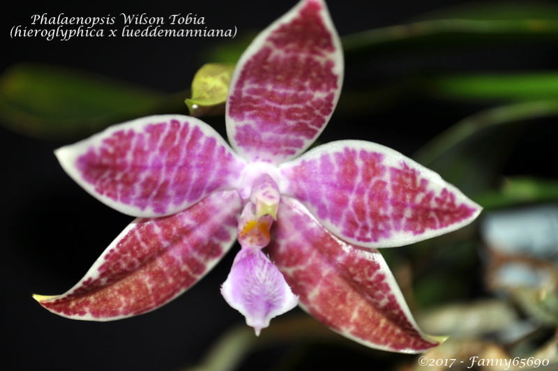 Phalaenopsis Wilson Tobia Dsc_0014