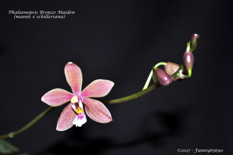 Phalaenopsis Bronze Maiden Dsc_0025