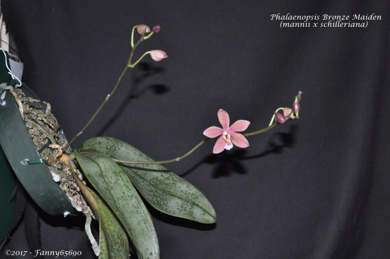 Phalaenopsis Bronze Maiden Dsc_0026