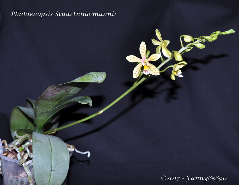 Phalaenopsis Stuartiano-mannii Dsc_0035