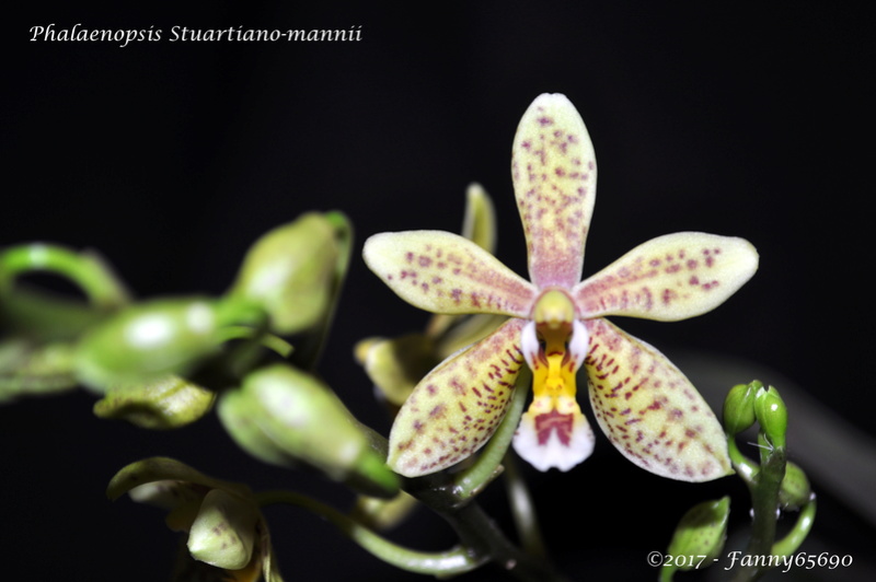 Phalaenopsis Stuartiano-mannii Dsc_0036
