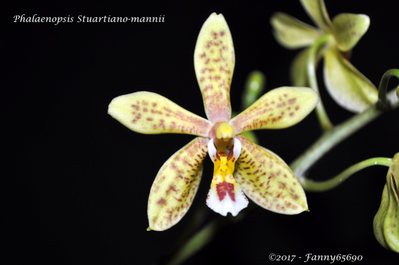 Phalaenopsis Stuartiano-mannii Dsc_0037
