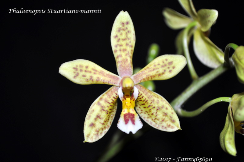 Phalaenopsis Stuartiano-mannii Dsc_0038